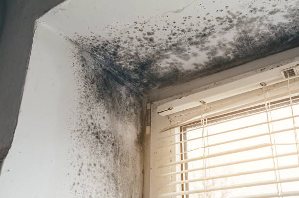 Affordable Mold Inspection And Testing solutions in Ahoskie, NC